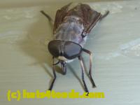 /home//u458753944/public_html/sourcegallery//Insects and small critters/flies (Diptera)/P1040894.JPG